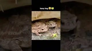 Frog eats wrong worm #Shorts