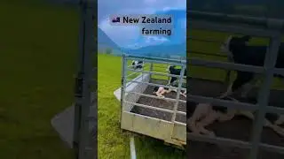 New Zealand farming #dairyfarming #farming #newzealand #dairyfarm #agriculture
