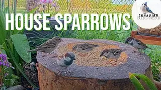 Sparrow Identification: House Sparrows