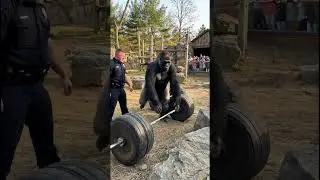 This Gorilla Made a Police Officer Look Weak #subscribe #shorts