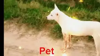 Pets and animal world |Village vlog.@abdul2130 .#makstv #shortsfeed #pets #pet