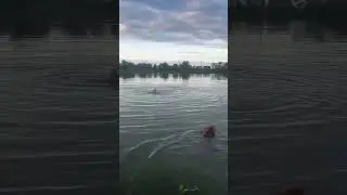 Cool Off In The Pond
