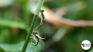 Damselfly Heart-shaped mating wheel, macro mobile insect photography