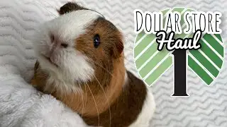 Dollar Store Haul | Collab With Harmony Animals
