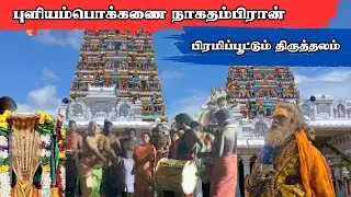 பாம்புருவில் வந்தது  யார் தெரியுமா?| புளியம்பொக்கணை நாகதம்பிரான் ஆலய பங்குனி உத்தர பொங்கல் விழா?