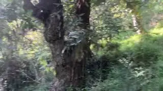 Beautiful forest Morning view  Mussoorie 