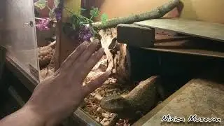 TRAINING MY MONITOR NOT TO BITE!