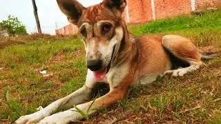 Best Friends Forever Puppies Wrestling Fun! Suggests a bond and the playful action;