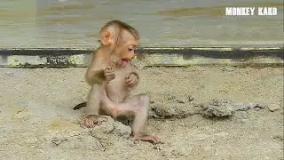 Lovely Monkey, Cute Baby Monkey Nina Playing Out Side Home