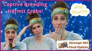 We are Raising Mystery Captive Bred Hermit Crabs