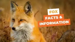 Fox Facts and Information: 15 Surprising Discoveries About These Misunderstood Creatures