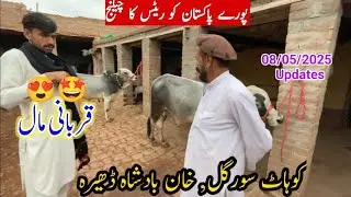 Khan Badshah Cattle Farm | Sahiwal Bulls Collection 2025 | Qurbani Bakra Eid | Surgull Kohat