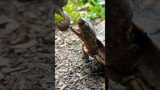 Feeding The Turtles Some Slugs! 🐌 #shorts #cute #turtle #boxturtle #feeding #turtlefeeding #fun