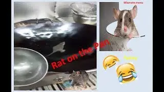 Rat On the Pan !! funny