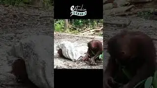 🐵Orangutan Annoys His Friend !🙈🤣