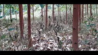 Eucalyptus tree detailed questions and answers by Zwei Jz International Ug  Ltd.
