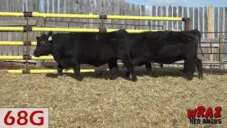 68G Heifers_Wraz_2020.mp4