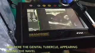 Embryo sexing with dr. Marmiroli using Dramiński 4Vet Mini