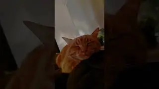 🐈 cute kitten sleeping on sofa| cat purring relaxing asmr| autumn ambience #purringcat #catmusic
