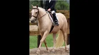 Angel | 14 yr old 12hh Quarter Pony Mare
