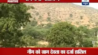 ABP News Positive: Neem trees saving environment in this Rajasthan village
