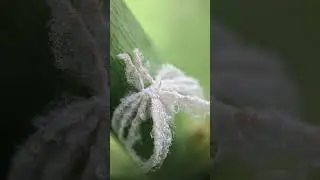 Planthopper  nymph in nature |  #shorts #planthopper