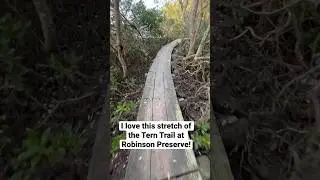 The #TernTrail at #RobinsonPreserve is a #hiddengem 💎 #Boardwalk #Mangroves #Bradenton #Florida