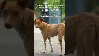 Stop Cruelty Against Stray Dogs ⚠️ | Justice For Innocent Souls