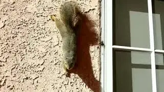 Squirrel Climbing the Stucco Wall 🐿