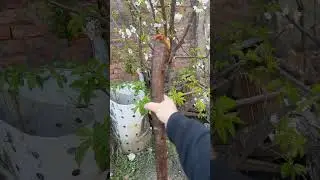 KGB training of steela cherry flowers all over the place