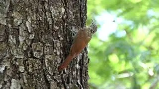 Streak-headed Woodcreeper | Birds of Costa Rica | Natural sounds #birds #nature #wildlife