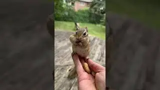 Just listen the sound of filling #chipmunk cheeks 🥰 #chipmunk #cheeks