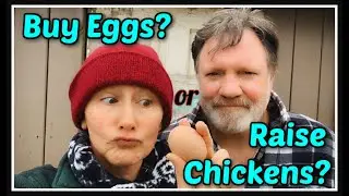 🍳CHEAPER? Buy EGGS or Raise CHICKENS?🐓