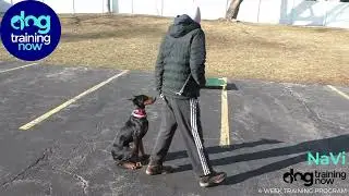 Navi Wells Off Leash