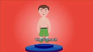 How the Human Body Works: Heart, Brain, Lungs And Other Vital Organs Explained