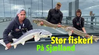 St&oslash;rfiskeri p&aring; Sj&aelig;lland&hellip; Det vildt&hellip; sammen med 2 Juniorfisker