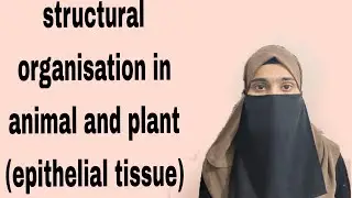 #structural Structural organisation in animals and plants..