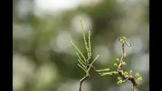 ギョリュウとメタセコイアの芽かき／Plow the buds of Gyoryu and Metasequoia