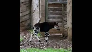 Newly-Named Baby Okapi Explores Habitat at San Antonio Zoo