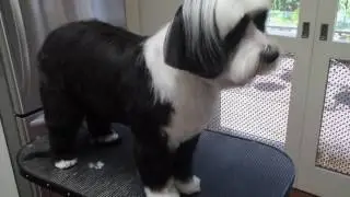 Penny Panda - Tibetan Terrier