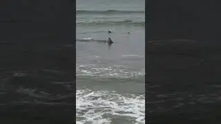 Sharks in the shallows at Muizenberg