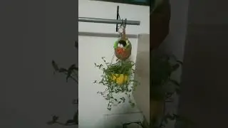 🤩Rina vibes#cute plant#sort video #😍💯❤