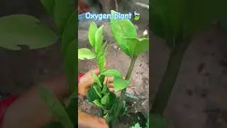 #oxygensupport #benefits #plant