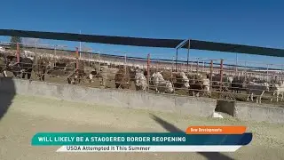 Ограничение на поголовье скота снижено из-за растущих опасений по поводу открытия границы в штате...