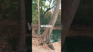 talakona @wildlife@wood life@solo trip