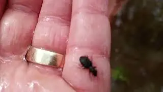 Elaphrus, Carabidae