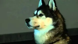 Dogs Can Read Human Emotions