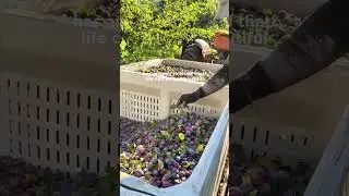 Fall Harvest!