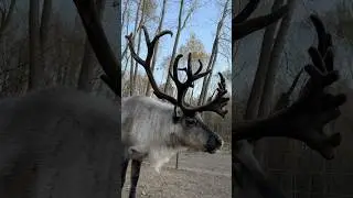 Distinguished Gentleman 🥸 #reindeer #antlers #beautiful #farm #farmlife #pets #animals #outdoors