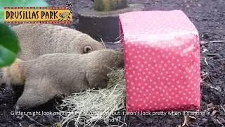 An Eco-Friendly Wrapping Paper Reminder from Zookeepers at Drusillas Park